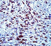 MAB2376 - Apolipoprotein A V / ApoA5