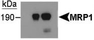 MAB2388 - ABCC1 / MRP1