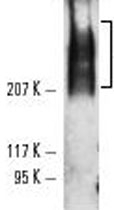 MAB2391 - TRA-1-60