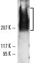 MAB2392 - TRA-1-81