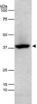 MAB2393 - XRCC3