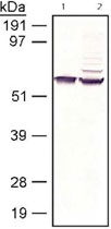MAB2397 - RPE65