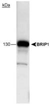 MAB2402 - BRIP1 / FANCJ