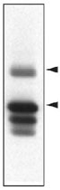 MAB2403 - PTPN5 / STEP