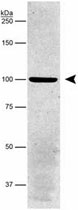 MAB2407 - ATP1B1