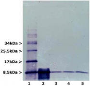 MAB2414 - Ubiquitin