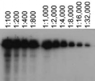 MAB2418 - ABCA7
