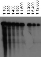 MAB2420 - ABCA1