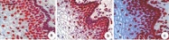 MAB2436 - Lamin-B1 (LMNB1)