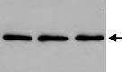 MAB2465 - PABPC1