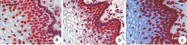 MAB2470 - Lamin-A/C (LMNA)