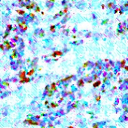 MAB2540 - Cytokeratin 18