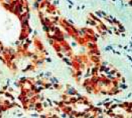 MAB2544 - VEGF-A