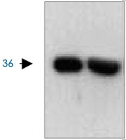 MAB2549 - GAPDH