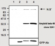 MAB2675 - Amyloid beta