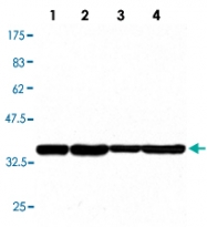 MAB2677 - PPP2CA / PPP2CB