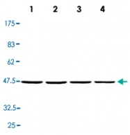 MAB2683 - NCK1