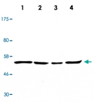 MAB2691 - PTEN