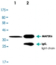MAB2695 - MAP2K6