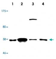 MAB2697 - SMAD1