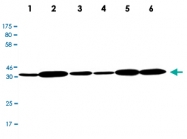 MAB2700 - CDK4