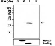 MAB2704 - DUSP4