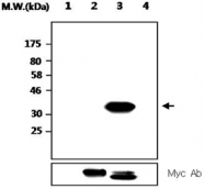 MAB2706 - PTPRT
