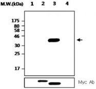 MAB2708 - PTPN7 / HEPTP