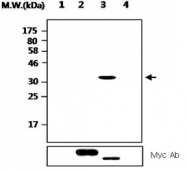 MAB2710 - PTPRN