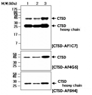 MAB2718 - Cathepsin D