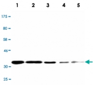 MAB2721 - Cyclin D1