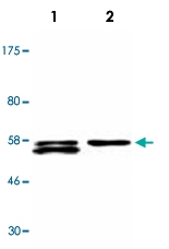 MAB2724 - LCK