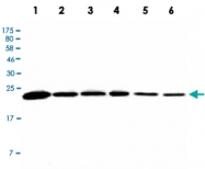 MAB2725 - Peroxiredoxin-3 / PRDX3