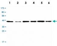 MAB2726 - NCK2