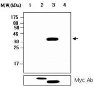 MAB2730 - DUSP12