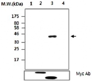 MAB2734 - PTPN14 / PEZ