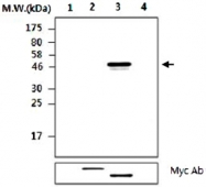 MAB2739 - PTPN2 / TCPTP