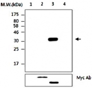 MAB2740 - PTPRT