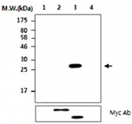 MAB2742 - CDC25A