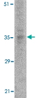 MAB2745 - MYD88