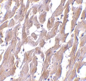 MAB2745 - MYD88
