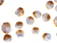 MAB2746 - APAF1