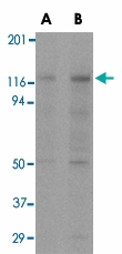 MAB2746 - APAF1
