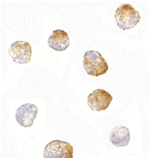 MAB2750 - Bcl-2-like 11