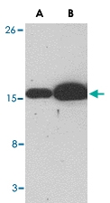 MAB2750 - Bcl-2-like 11