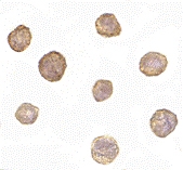 MAB2751 - Bcl-2-like 11