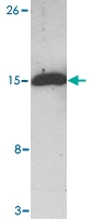 MAB2751 - Bcl-2-like 11