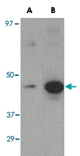 MAB2764 - Influenza A H5N1