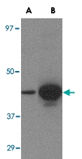 MAB2765 - Influenza A H5N1
