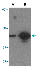 MAB2766 - Influenza A H5N1